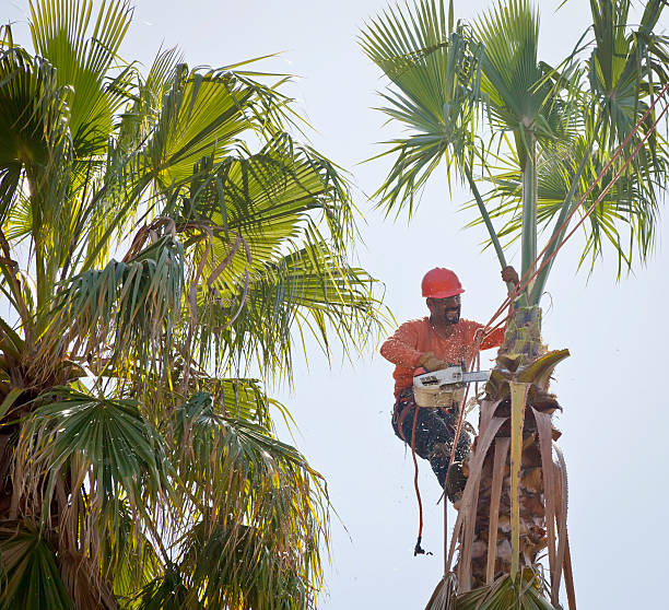 Reliable Central, SC Tree Service Solutions